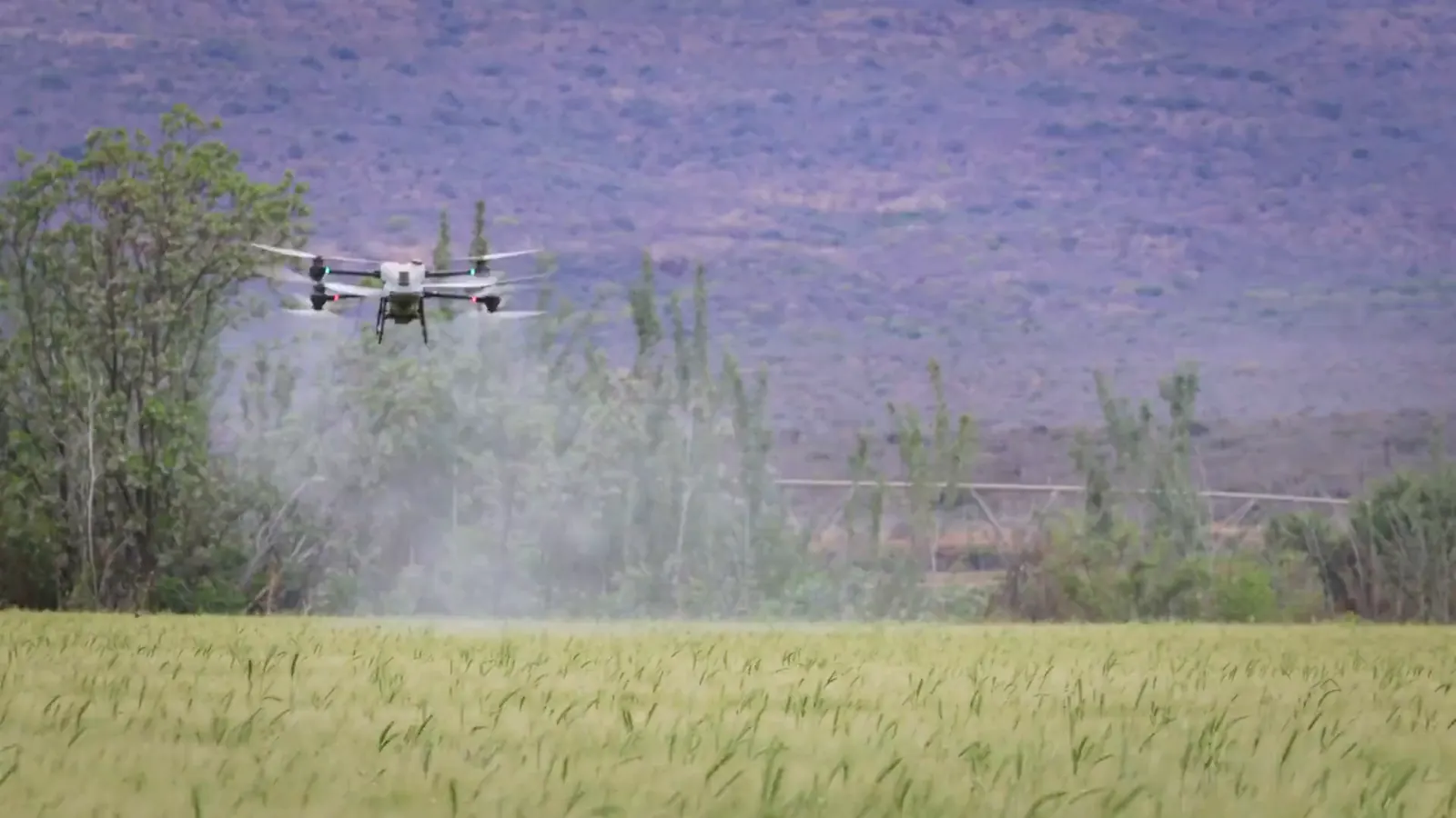 Poljoprivredni dron prska njivu pšenice iz vazduha